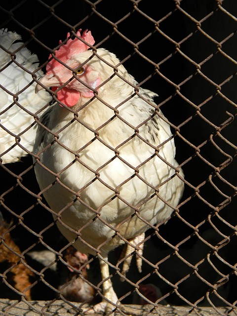 心理健康的 心理健康的